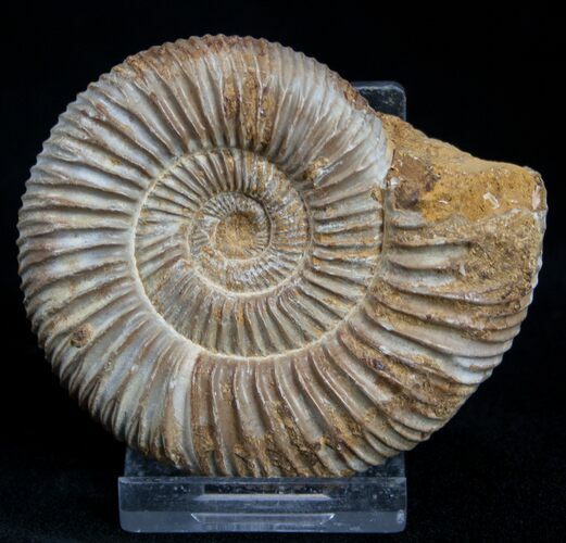 Inch Perisphinctes Ammonite - Jurassic #1958